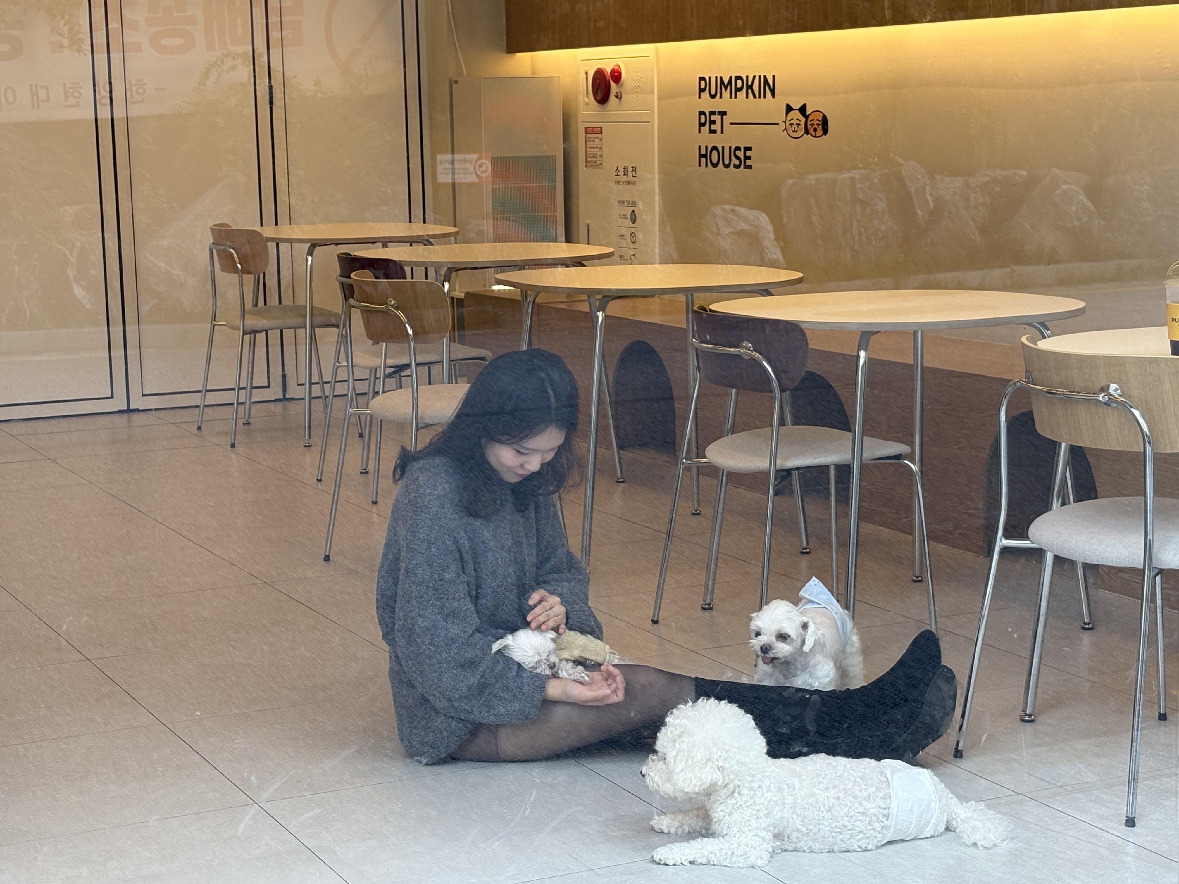 강아지에 둘러 쌓인 나